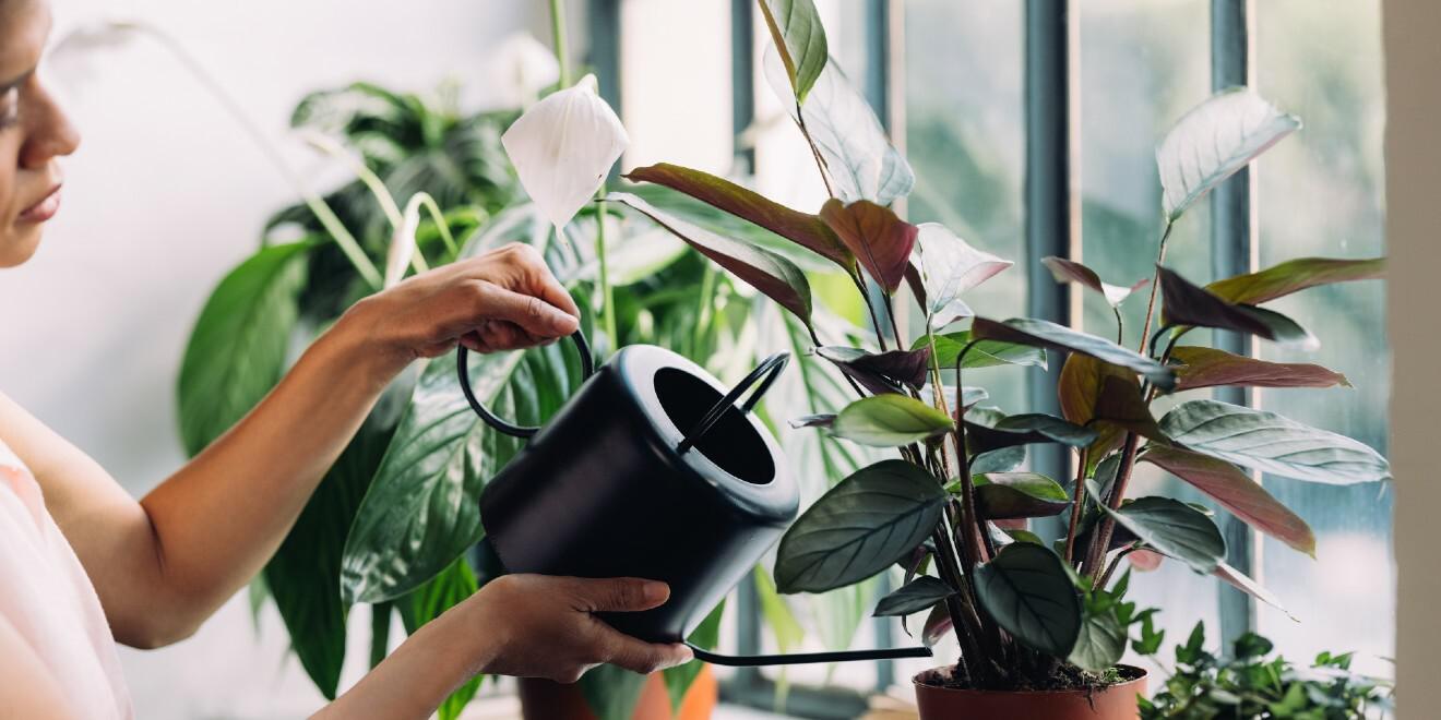Houseplant Pest Problem? Say Bye to the Bugs