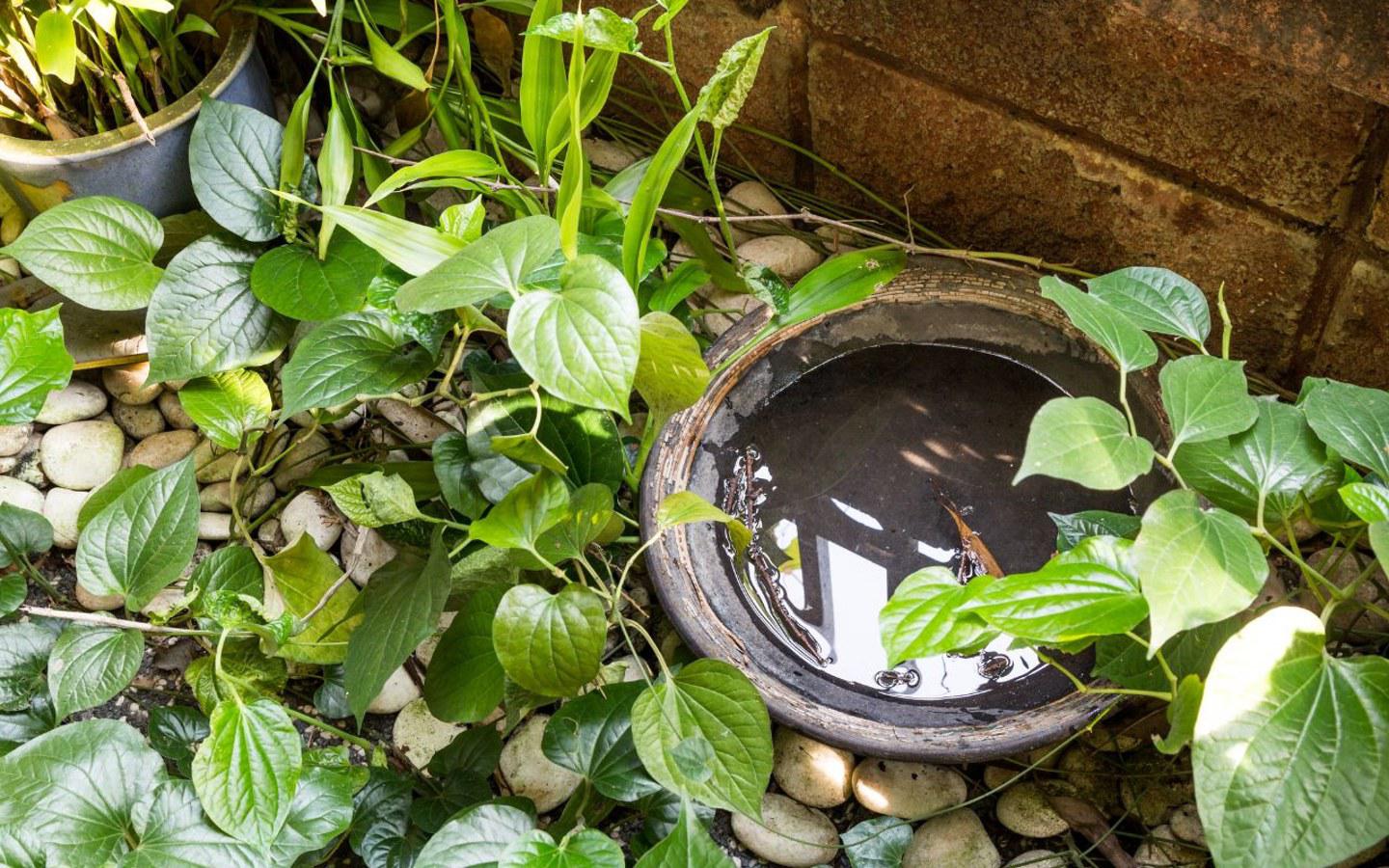 A bowl with water in it surrounded by plants