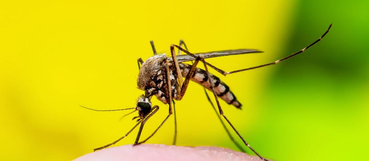 3 Reasons to Opt in to Mosquito Control Services