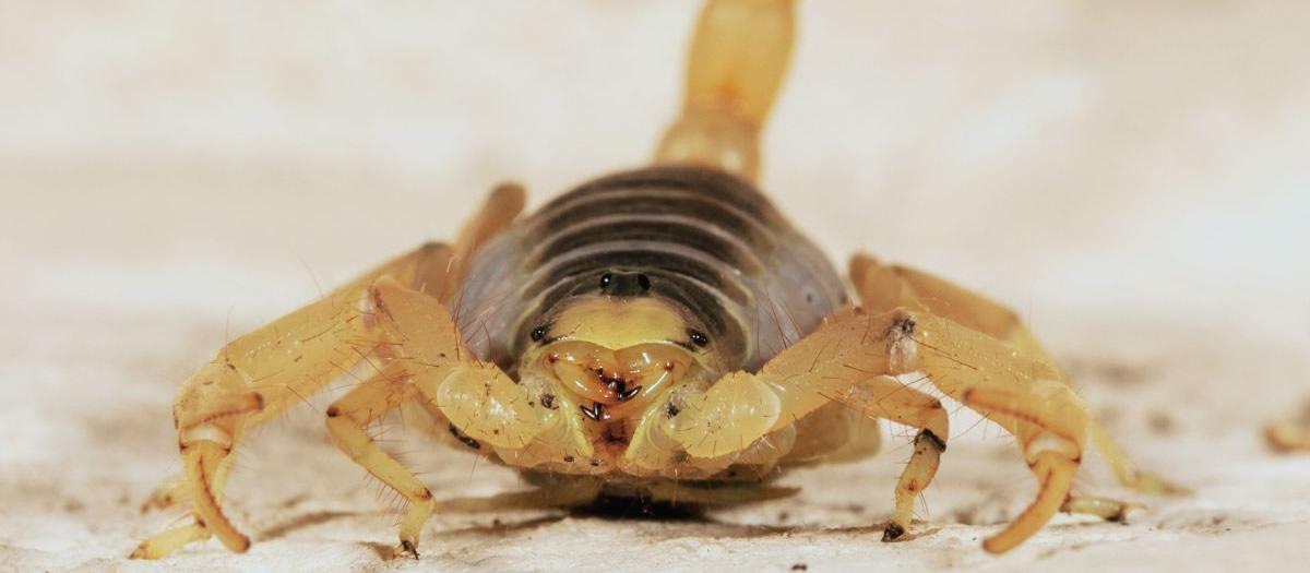 Are Brown Scorpions in Texas Poisonous?