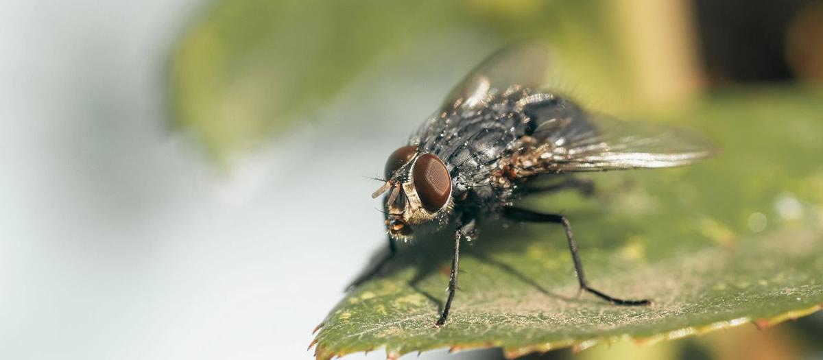 Are Flies Disease Carriers?