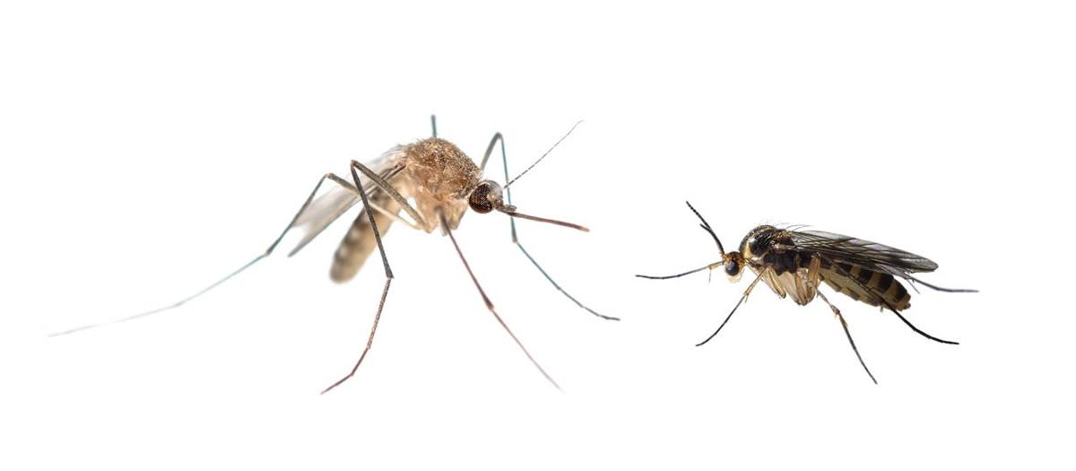 Are Gnat Bites Like Mosquito Bites?
