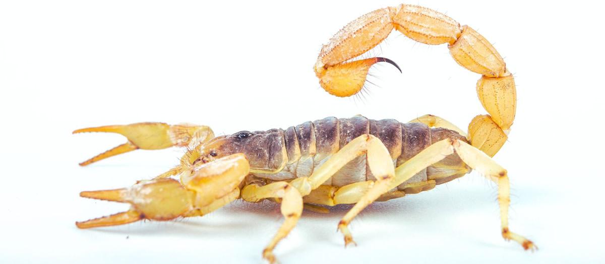 Are Scorpions Still Out in El Paso?