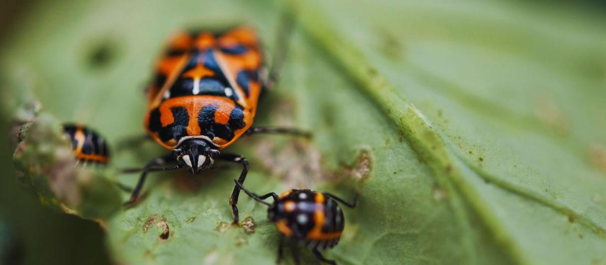 Are St. Louis Stink Bugs Dangerous?