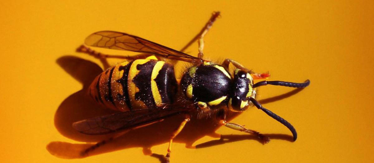 Are Yellowjackets Dangerous in the Fall?