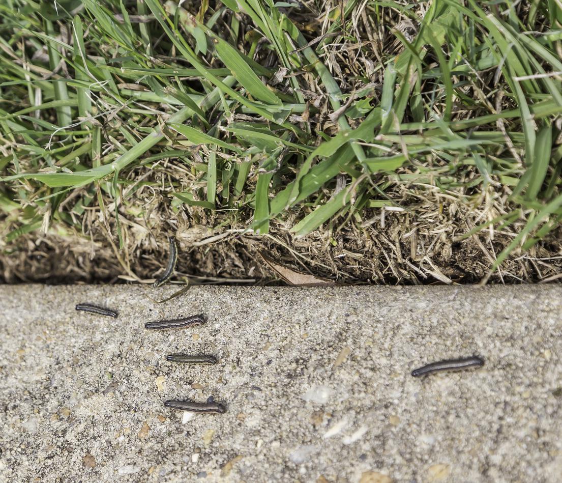 A group of caterpillars walking on the sidewalkDescription automatically generated