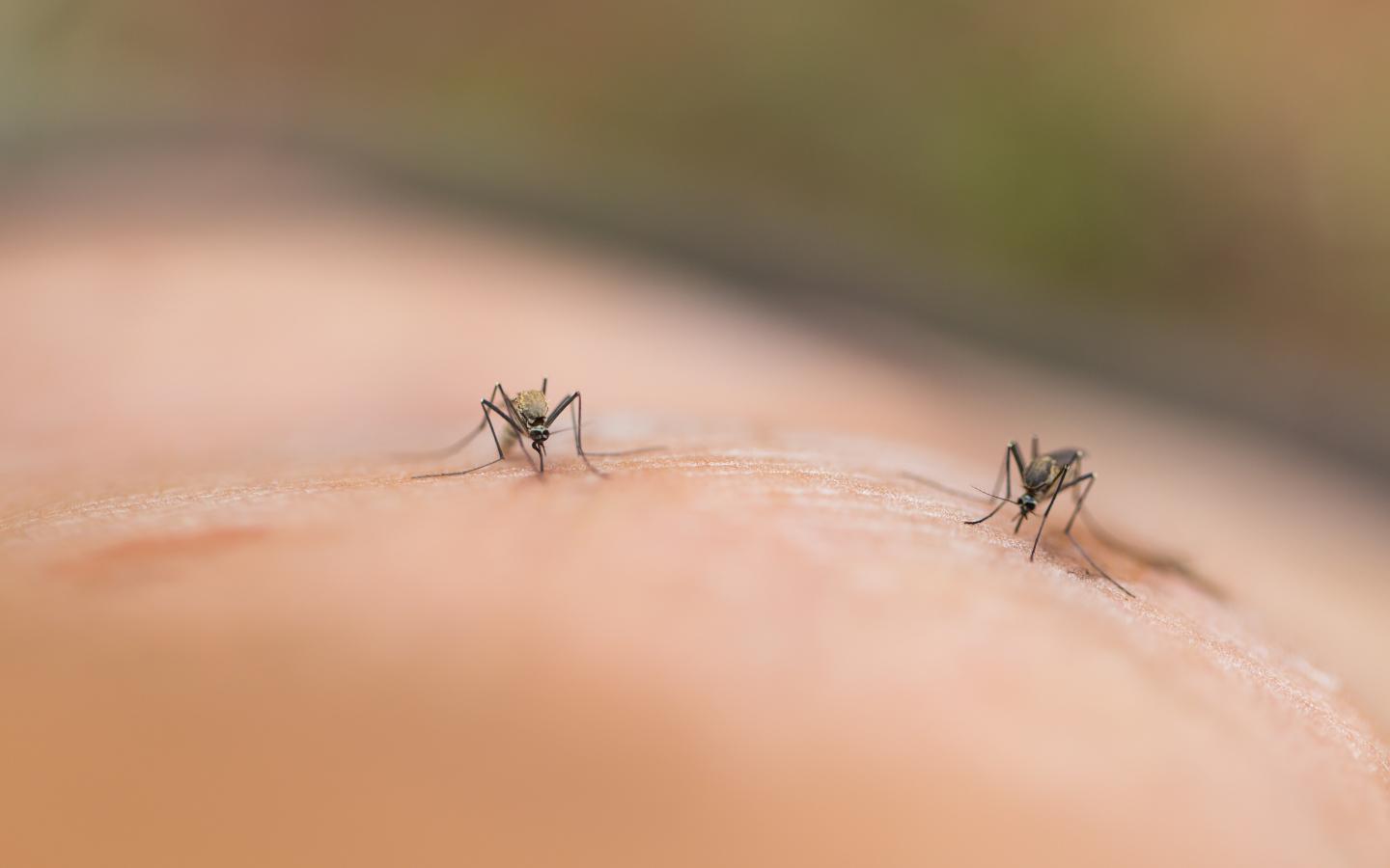 a close up of mosquito