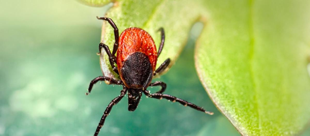 What Is the Best Control for Ticks?