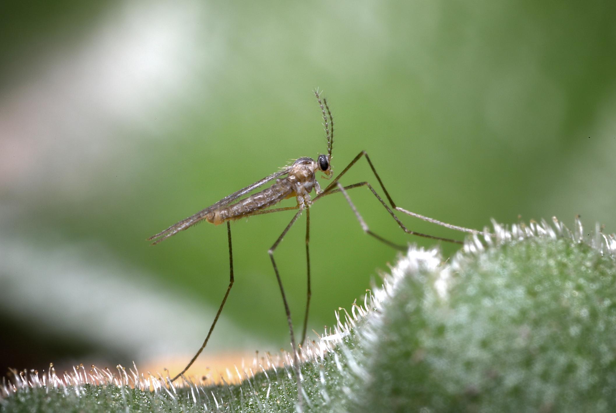 Flying Bugs That Look Like Mosquitoes but Aren’t