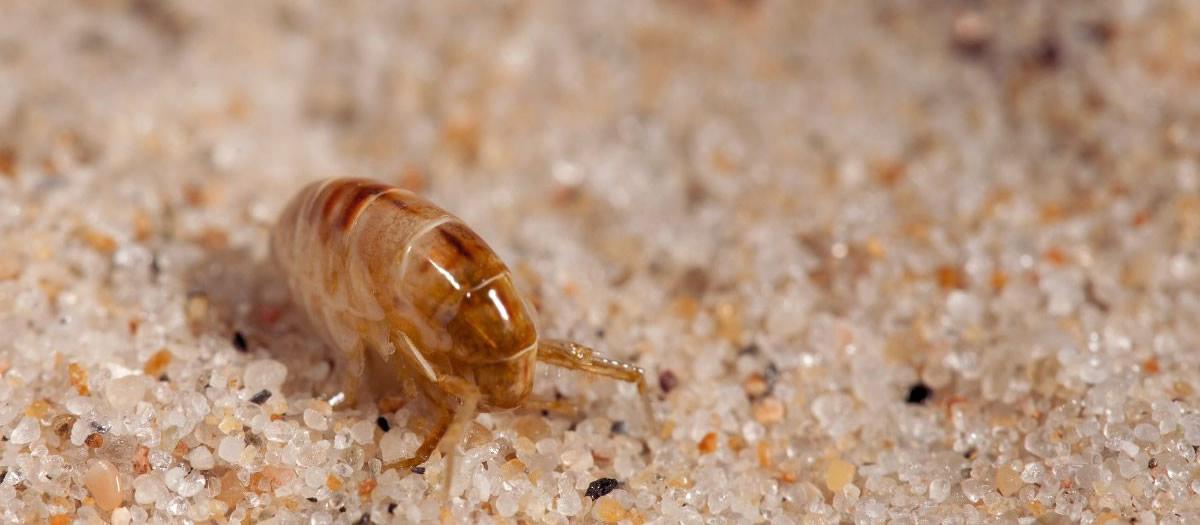 Can Pest Control Get Rid of Fleas?