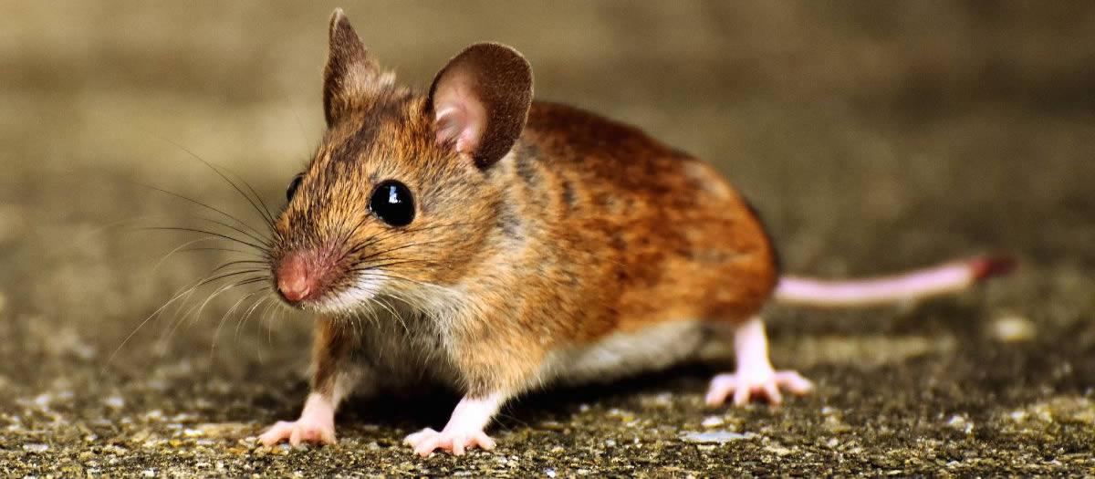 Can Rodents Bring Pests Into Your House?