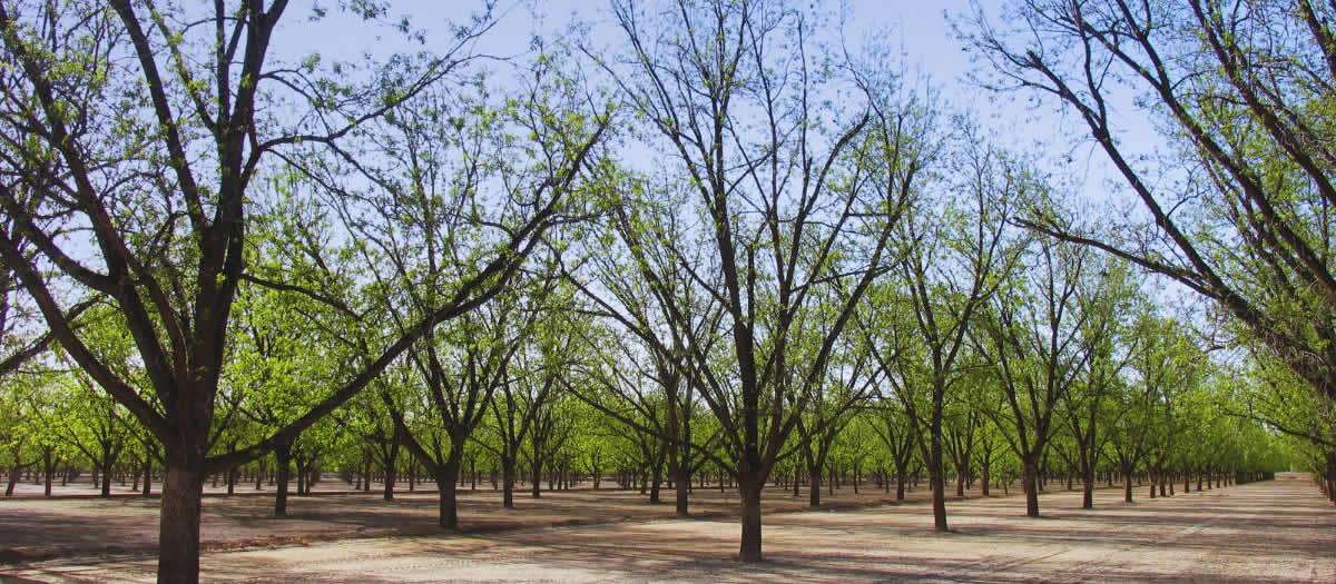 Can Stink Bugs Harm Pecan Crops?