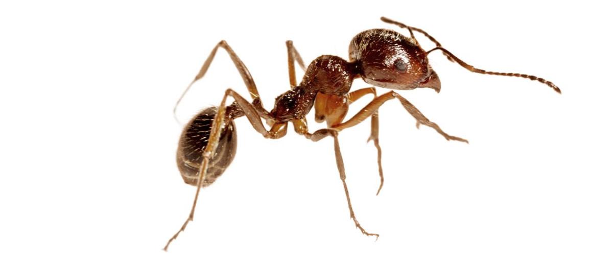 Can You Ever Get Rid of Fire Ants?