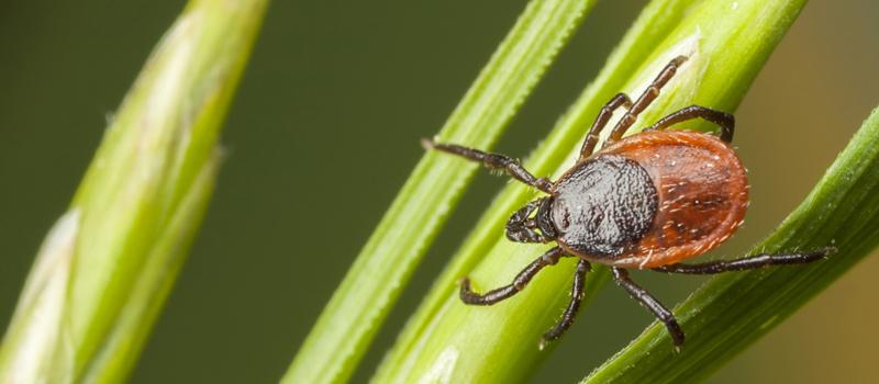 Cheshire Tick Control, Essential for the Whole Family