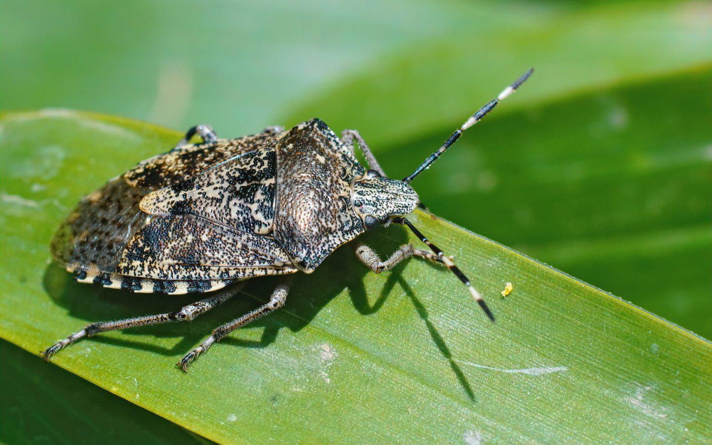 A bug on a leaf