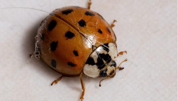 A close up of a ladybugDescription automatically generated