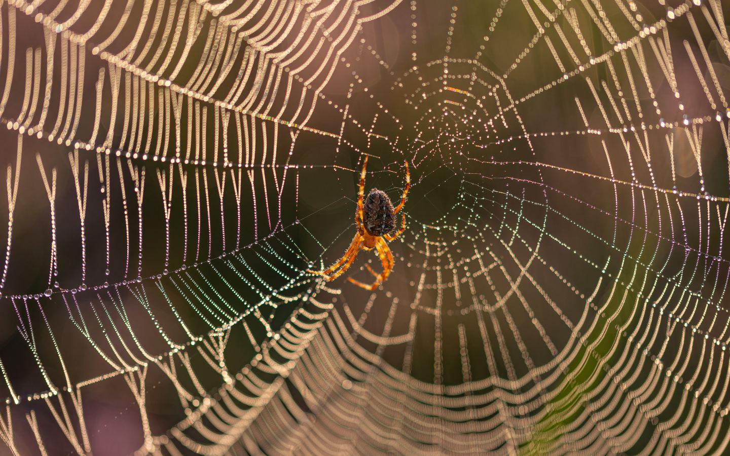 A spider in a web