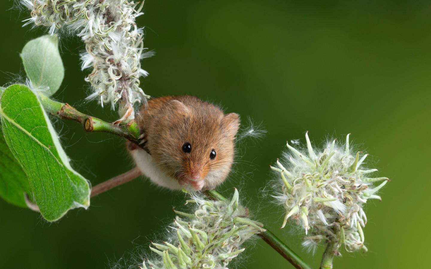 A mouse on a branch