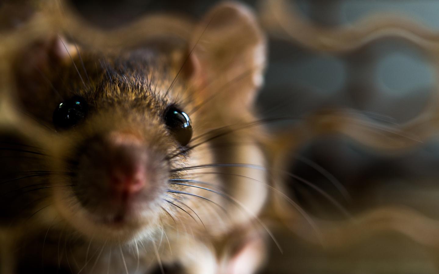 Close up of a mouse