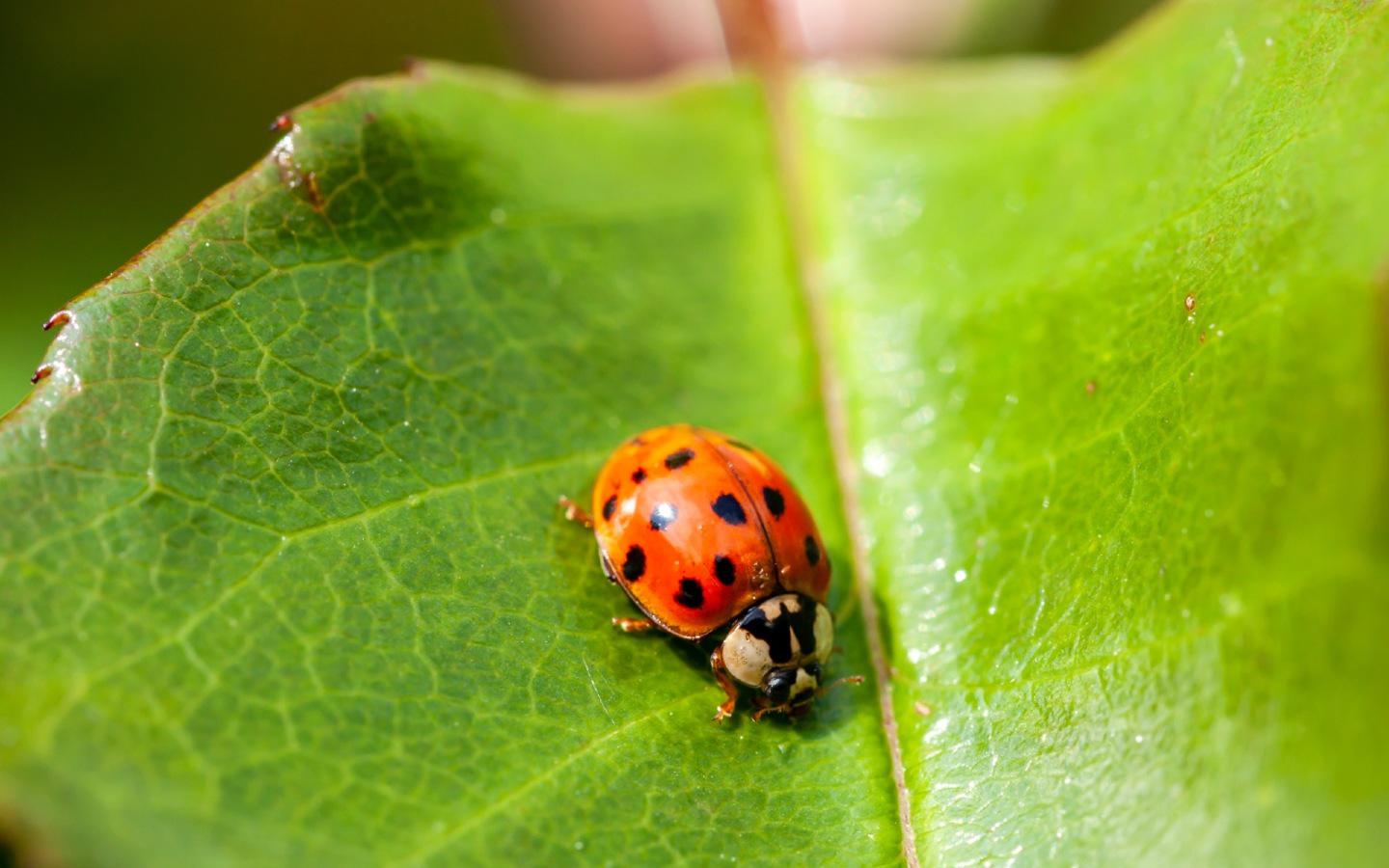 A ladybug on a leafDescription automatically generated