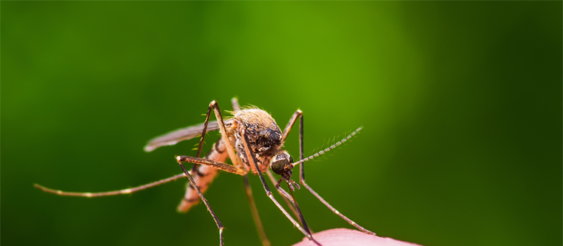 How Coventry Mosquito Control Can Transform Your Outdoor Lifestyle