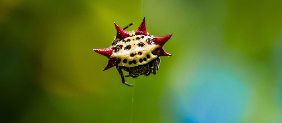 Is This a Crab Spider?