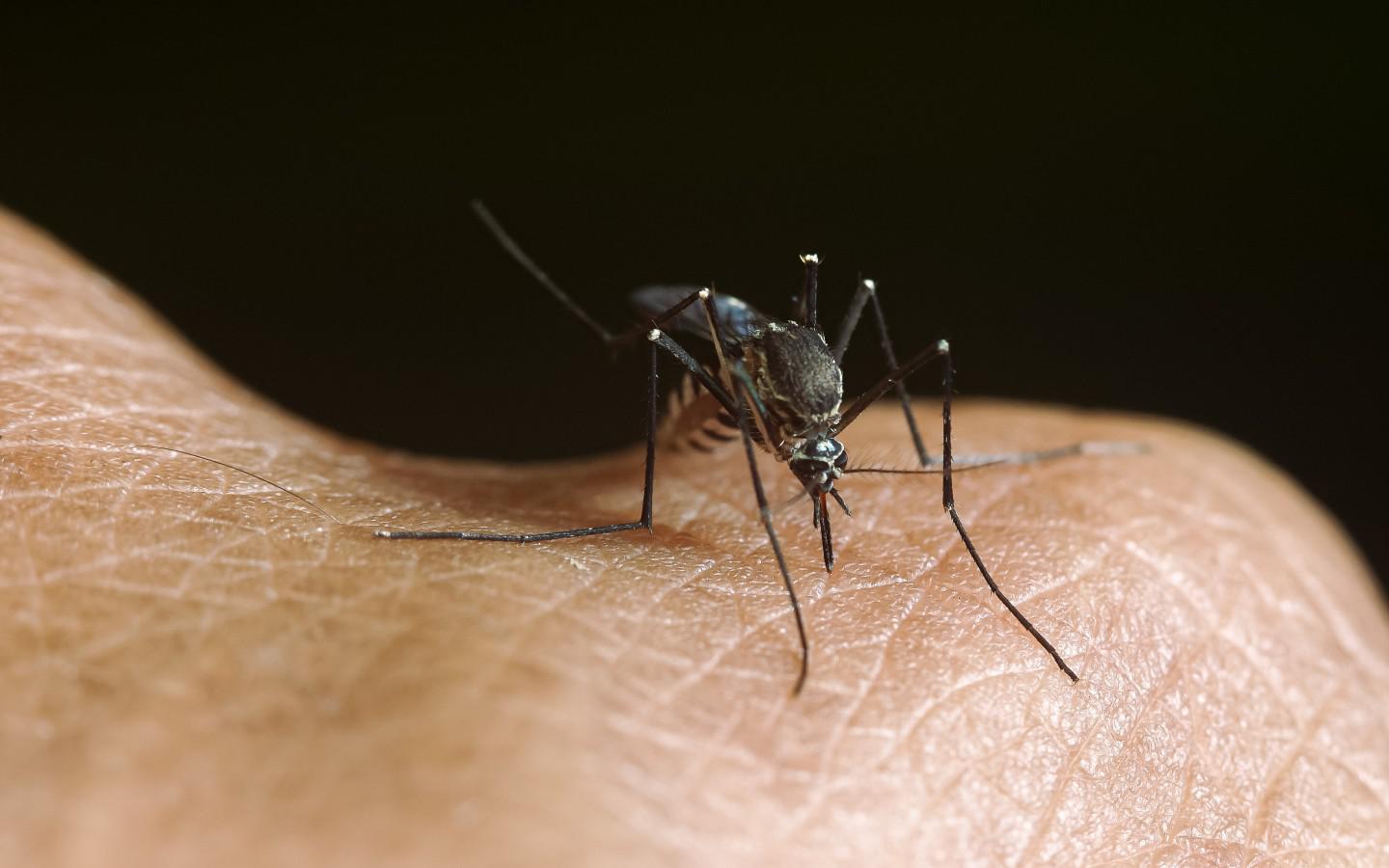 A close-up of a mosquito on a person's skin