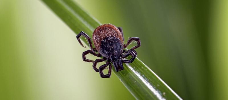 Fall Tick Treatment in St. Louis Interrupts the Tick Life-Cycle for the Most Effective Tick Control