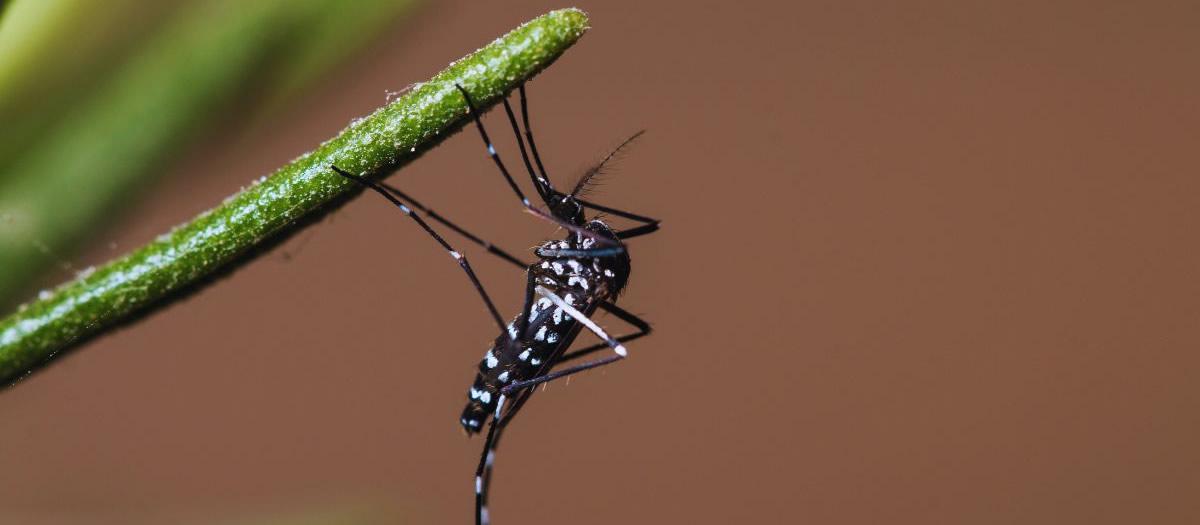 Dengue Cases in TX Part of Intense Global Swell