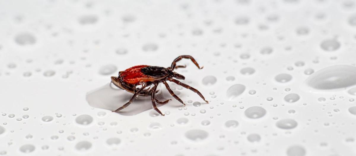 What Is the Difference in Tick Control and Mosquito Control?