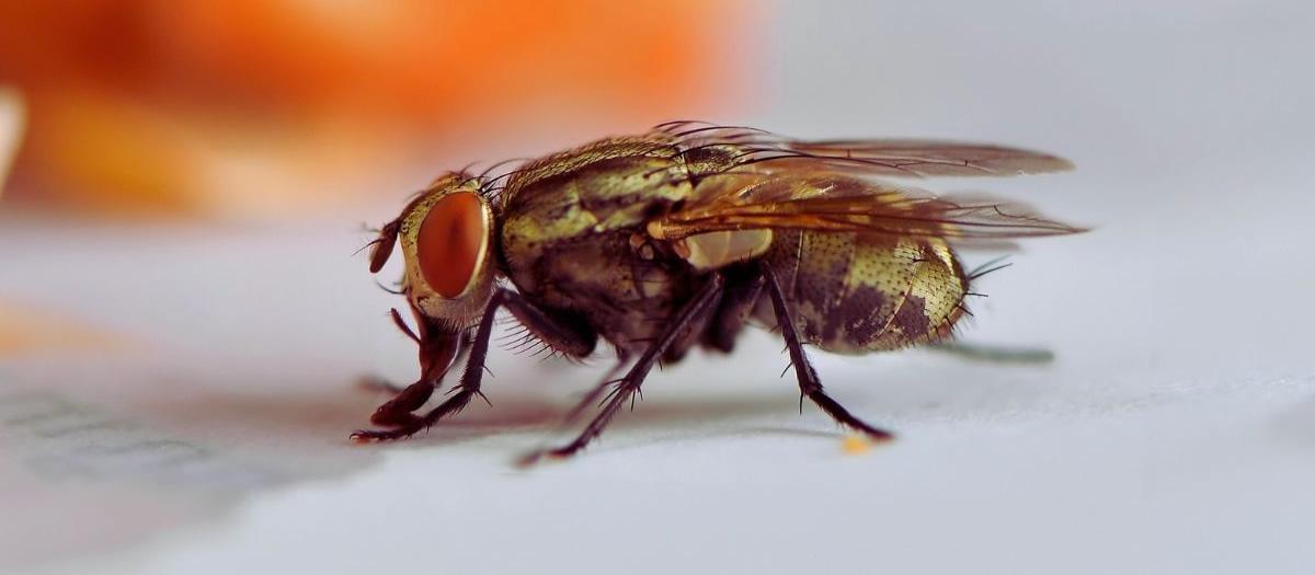 Can Houseflies Bite?