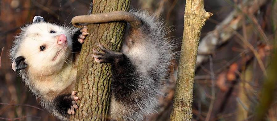 The Tick Eating Power of the Opossum – True or False?