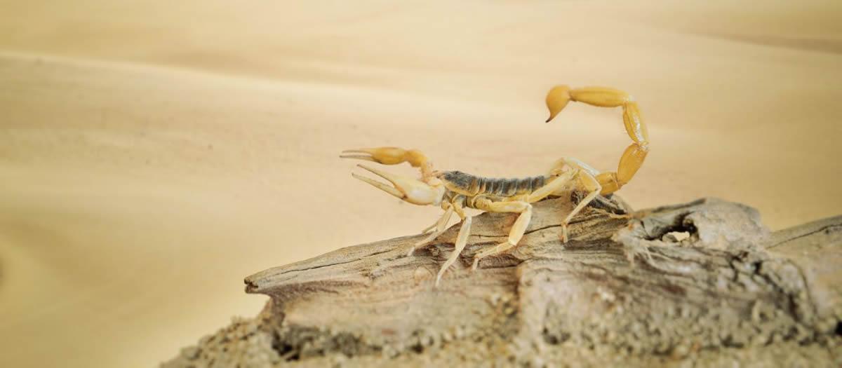 Does Pest Control Work On Scorpions?