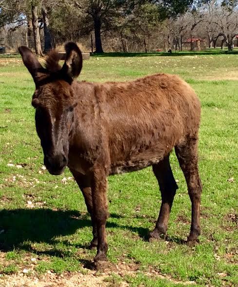 Donkey at Berry Springs Park