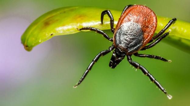 Easley Tick Control for Your Backyard