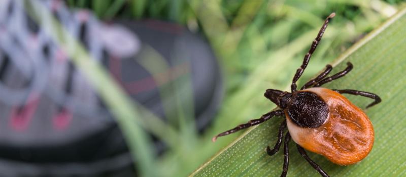 Suffield Tick Control, Also Effective Against Mosquitoes