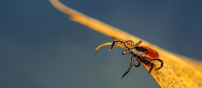 Landscaping Tips for Tick Control