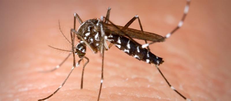 Earlier is Better; Plan Your East Windsor Mosquito Control Before Mosquitoes Return!