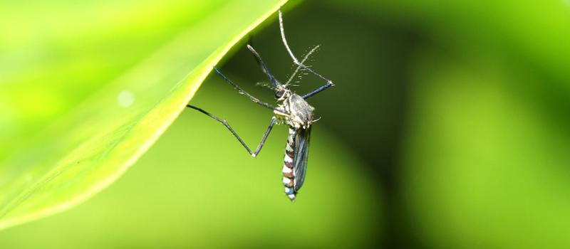 Your Health Could Be at Risk, How Enfield Mosquito and Tick Control Can Help