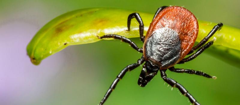 Litchfield Tick Control is Also Important for Pets