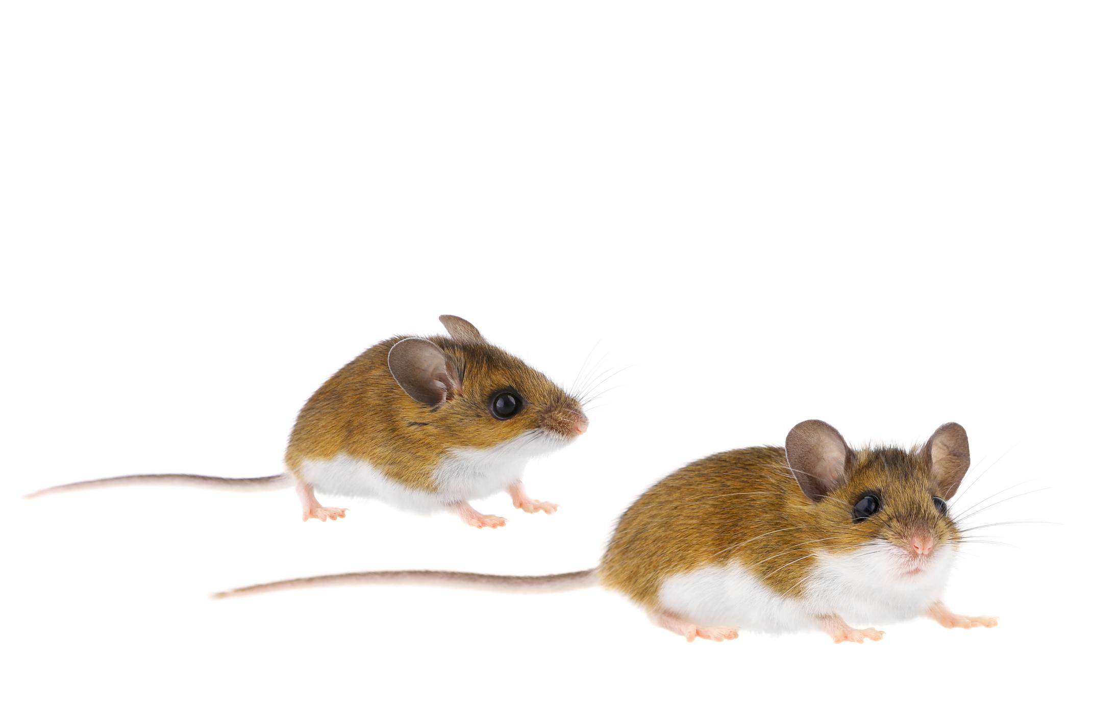 two rodents with long tails