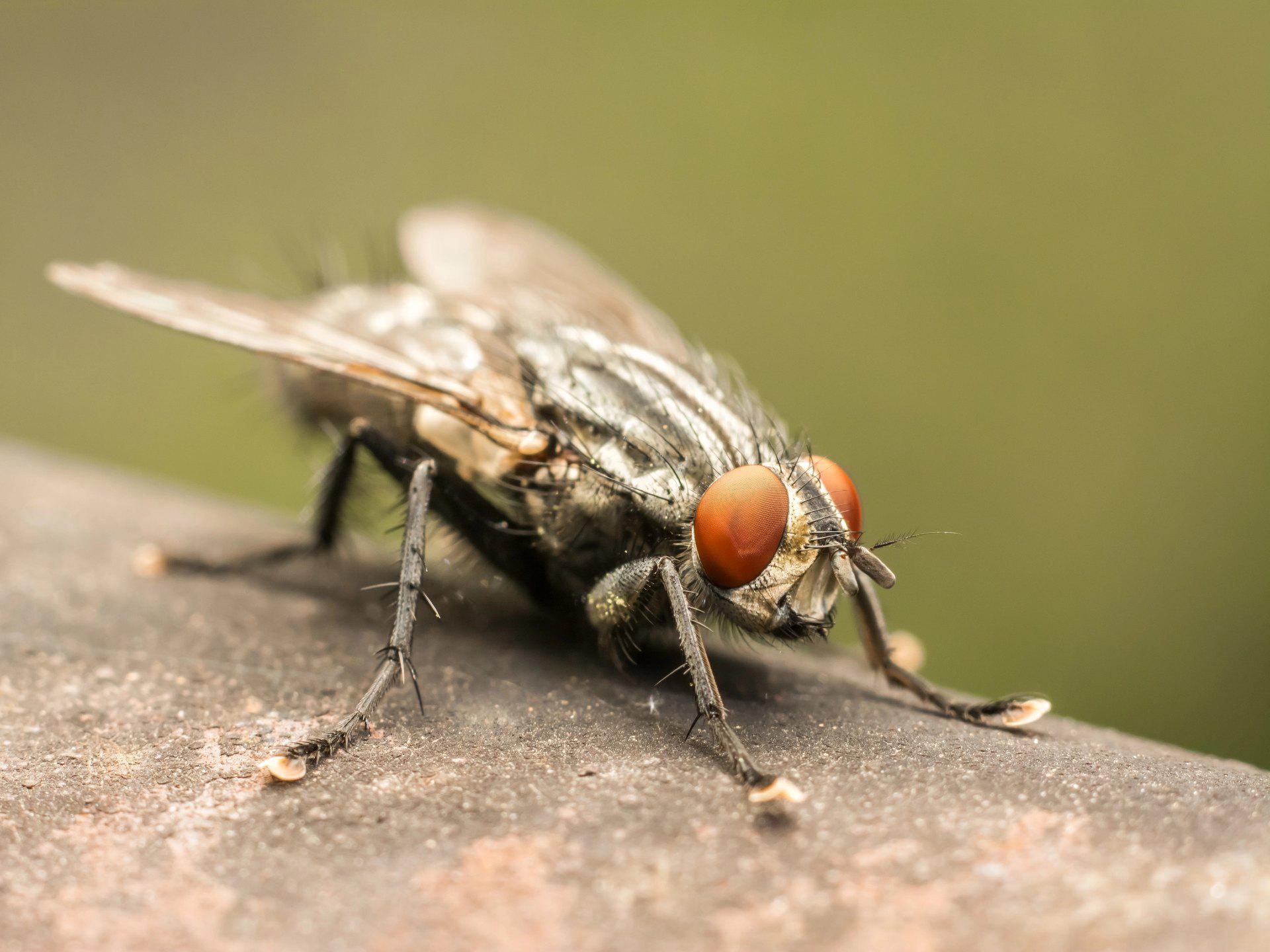 up close image of fly