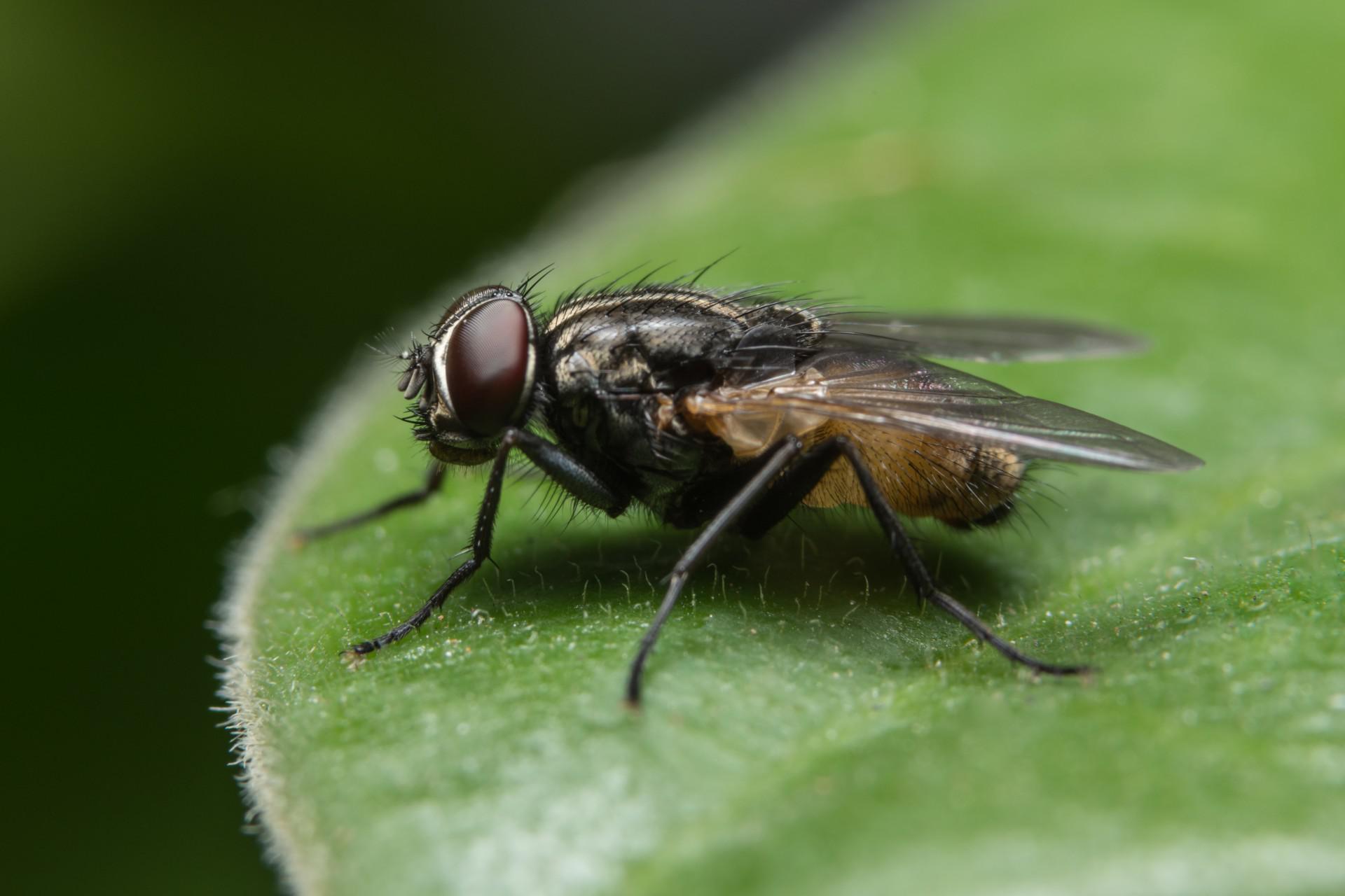 fly on a leaf