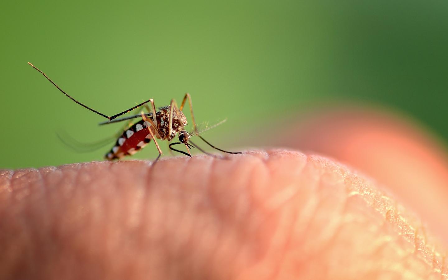 A close up of a mosquito