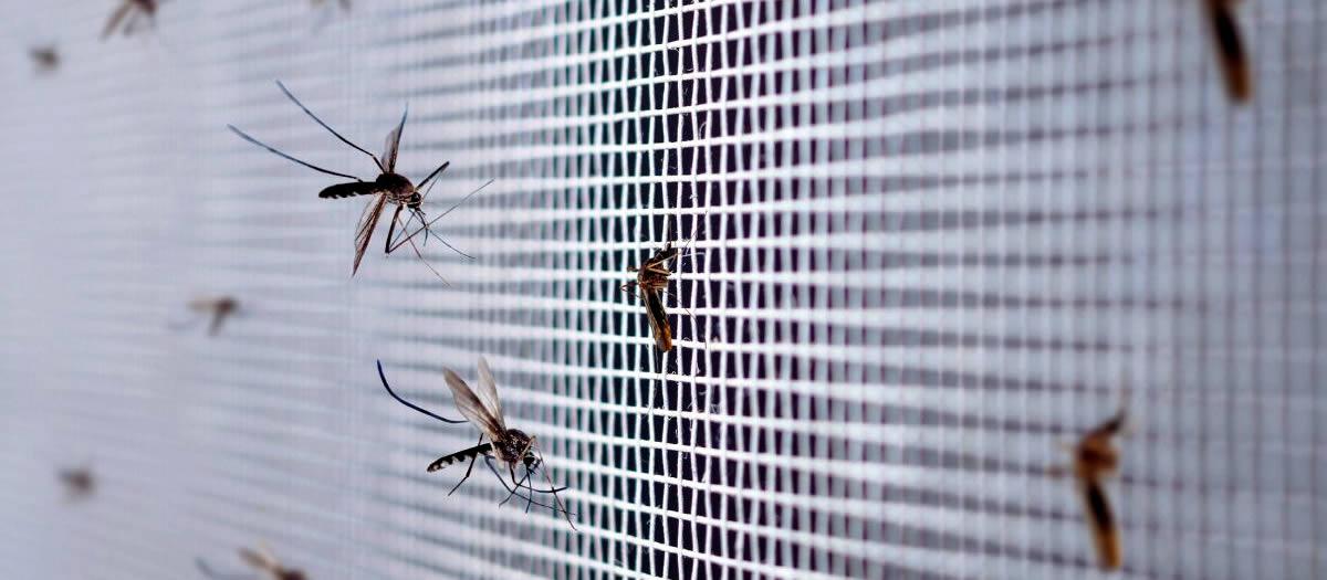 How Do I Get Rid of Mosquitoes Inside My House?