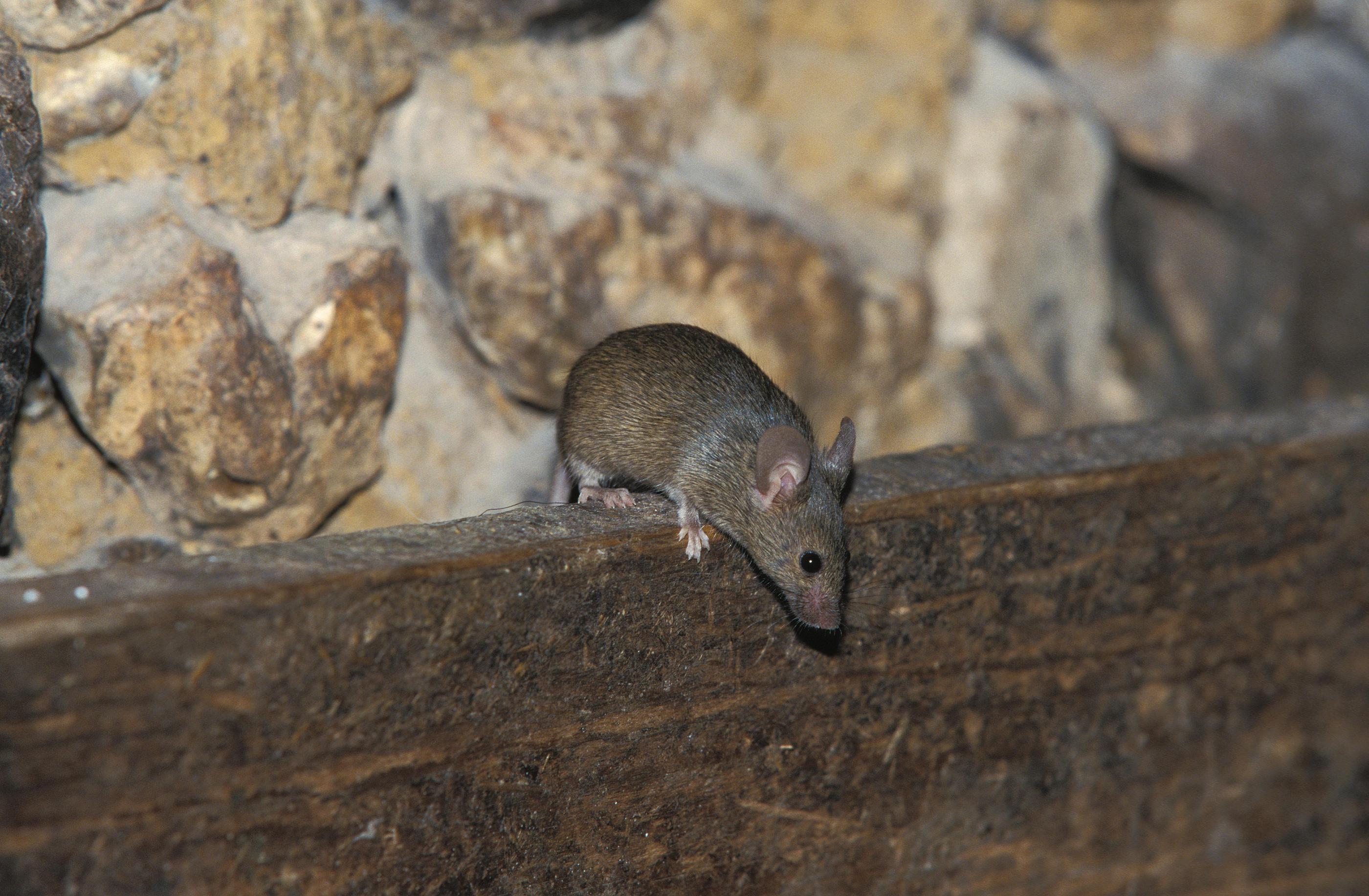 The Most Common Rodent Pests