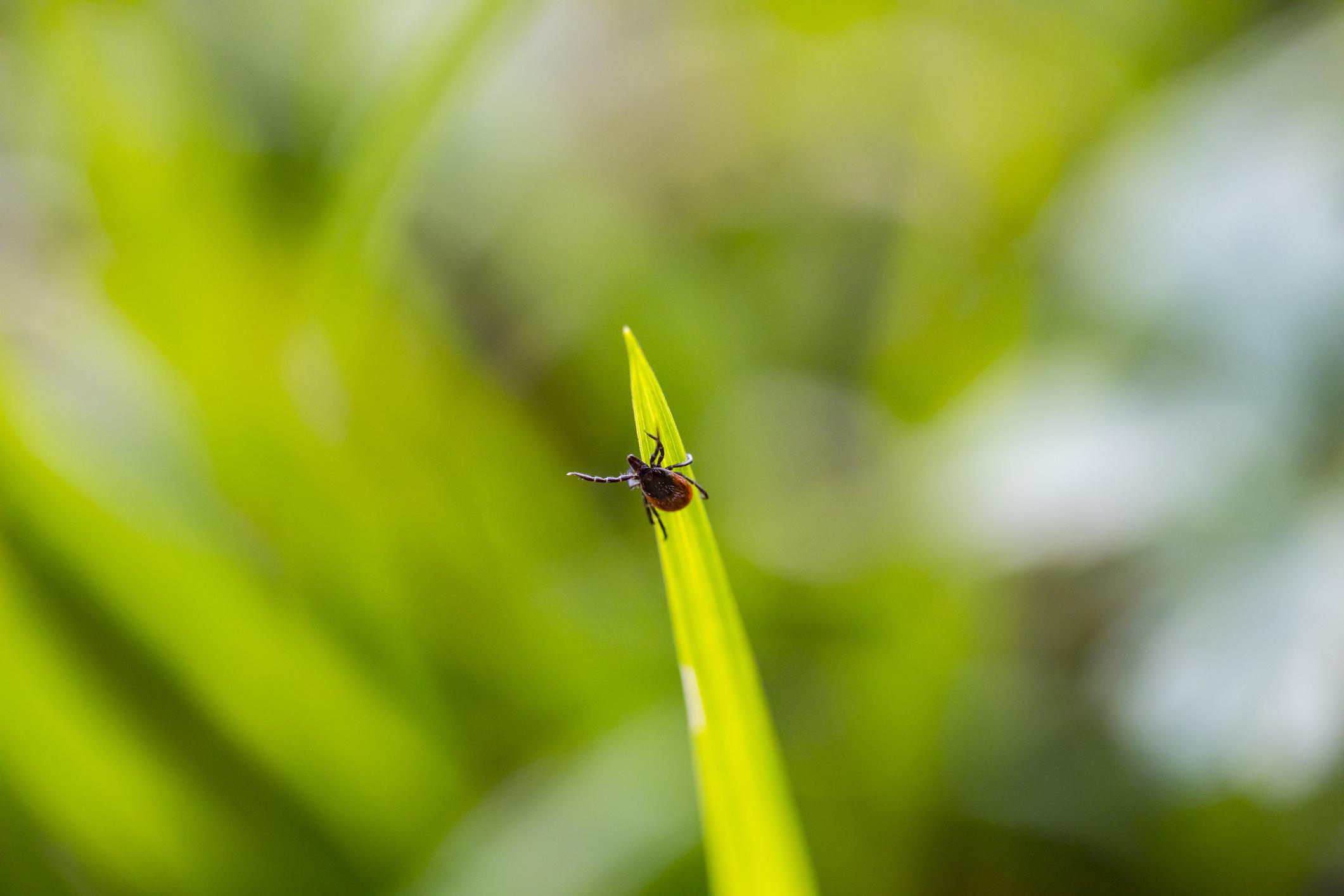 How to Understand the Truth About Whether Ticks Can Fly