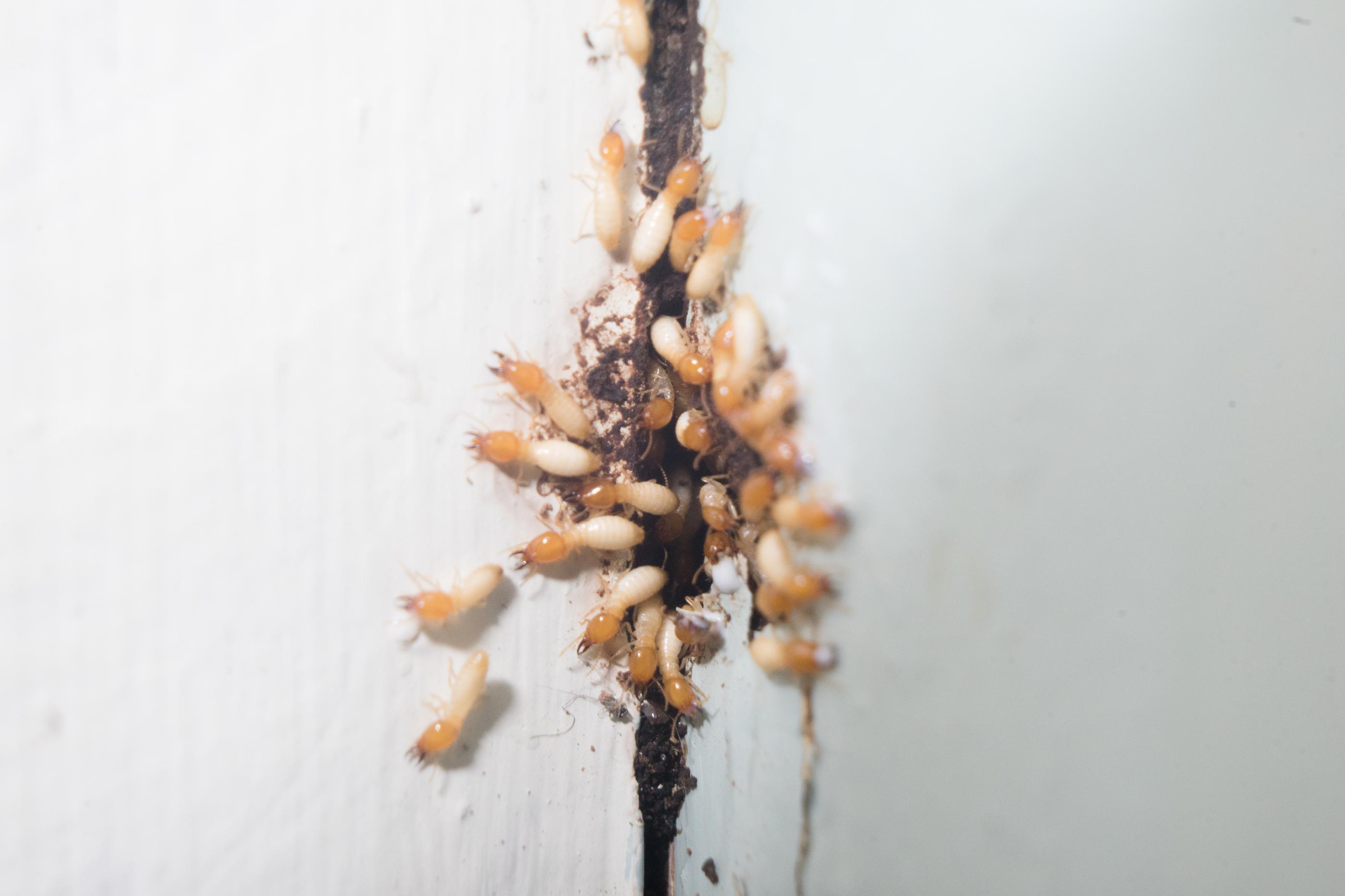 The Silent Destroyers: How to Spot a Termite Infestation