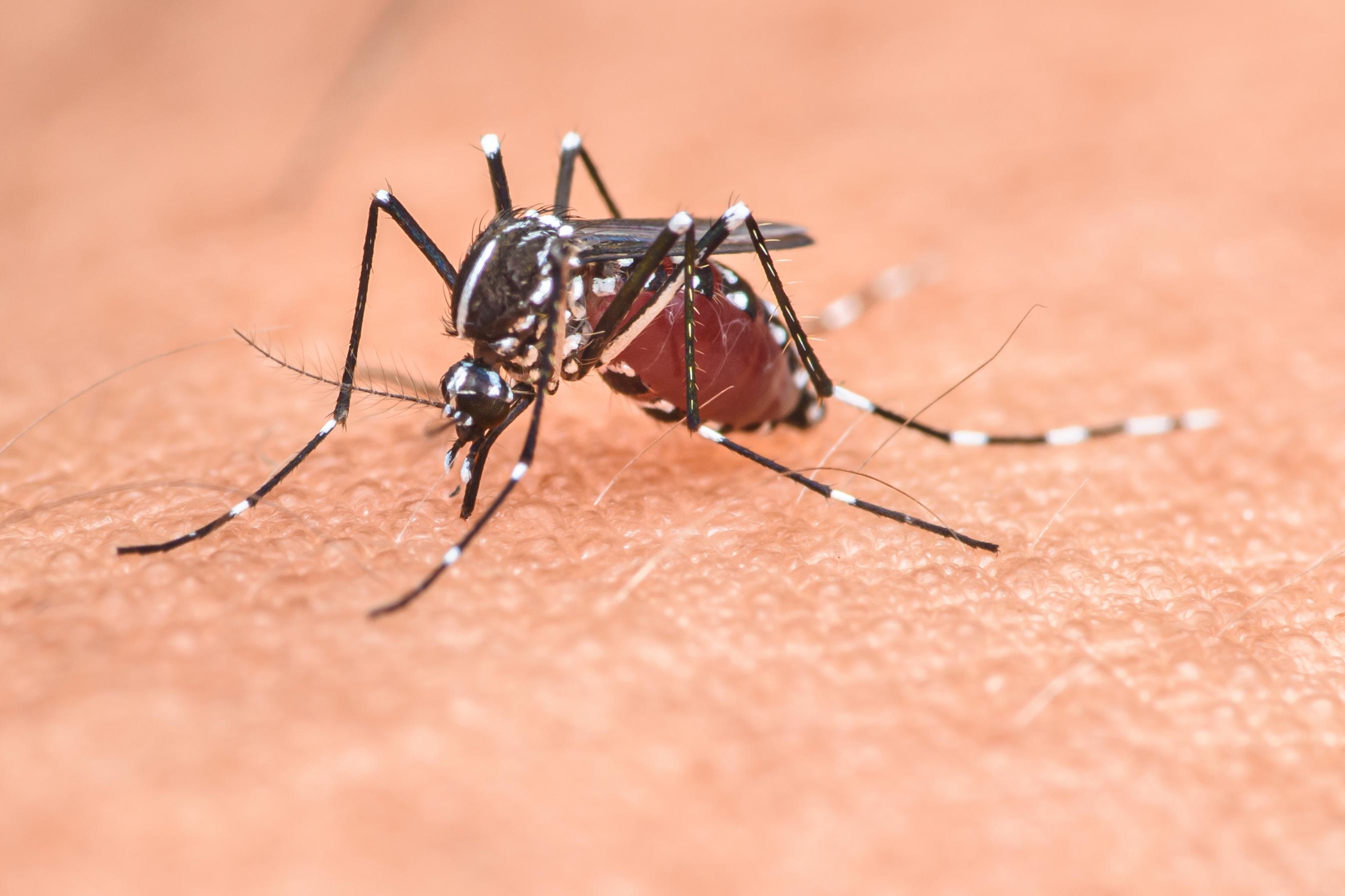 Understanding World Mosquito Day Why It Matters and How We Can Make a