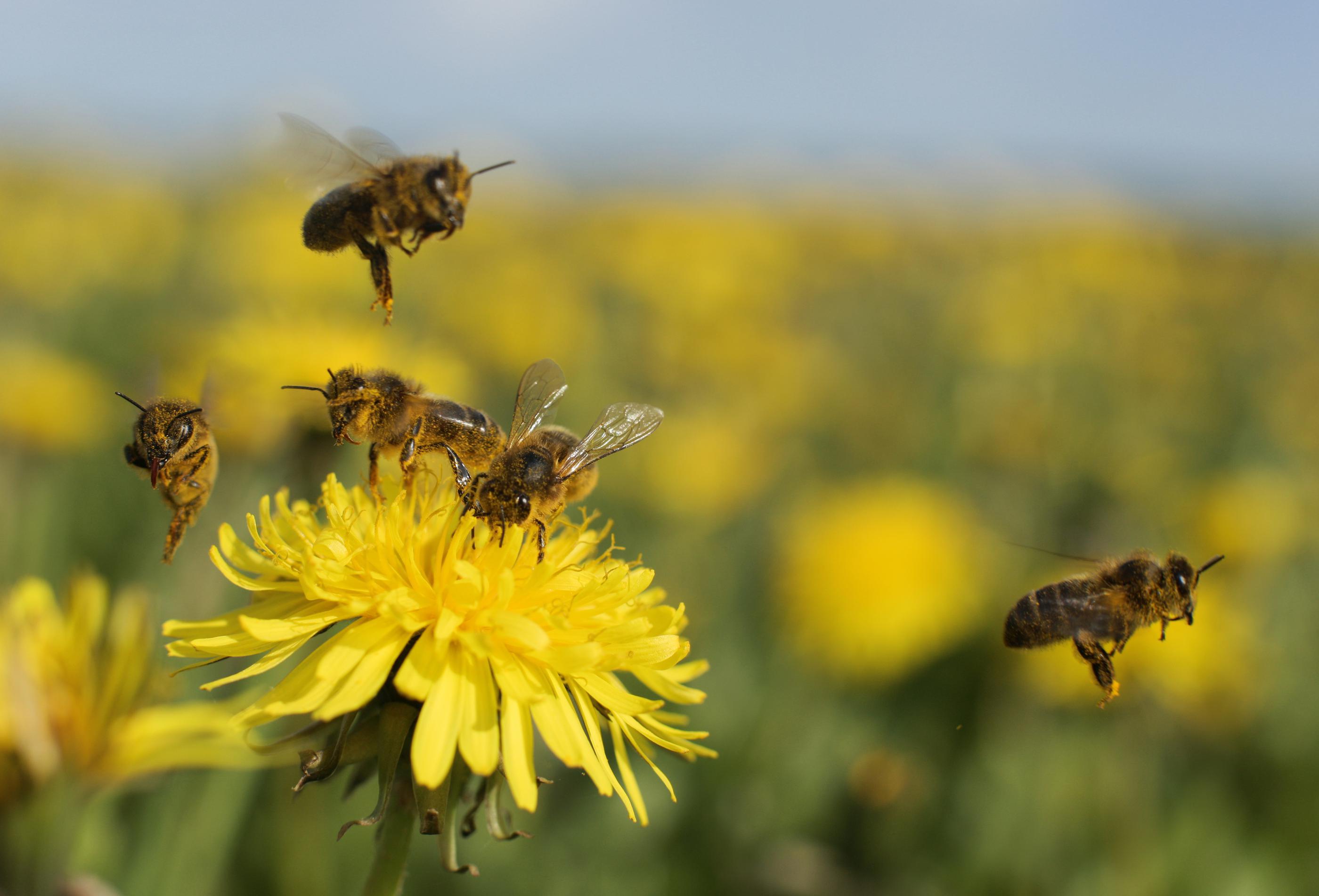 Tips for Protecting Bees in Your Garden